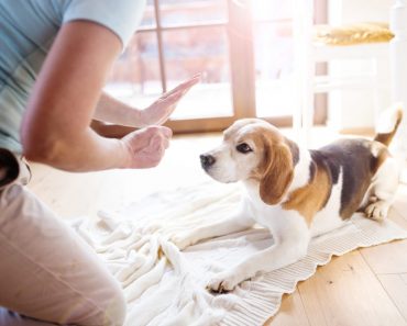 7 fun things to do with your dog when you’re stuck indoors