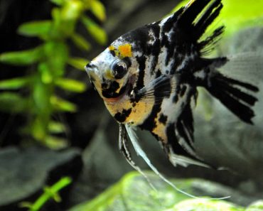 Angelfish Tankmates: The Good And The Bad