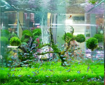 Best High-Rated Self-Cleaning Fish Tanks