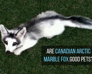 Canadian Arctic Marble Fox as Pets (Are they good pets?)