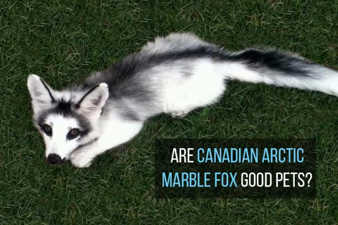 Arctic Marble Fox as Pets