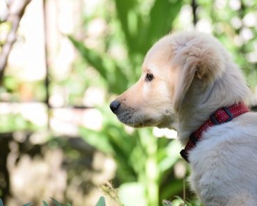 National Puppy Day: The Best Things To Teach A New Pup