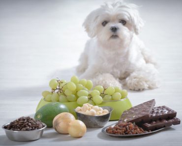 Foods Toxic to Dogs: A-Z Foods Your Dog Should Never Eat
