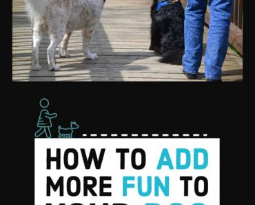 How to Add Fun to Your Dog Walk!