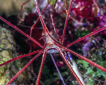 How To Best Care For An Arrow Crab: Everything You Need To Know
