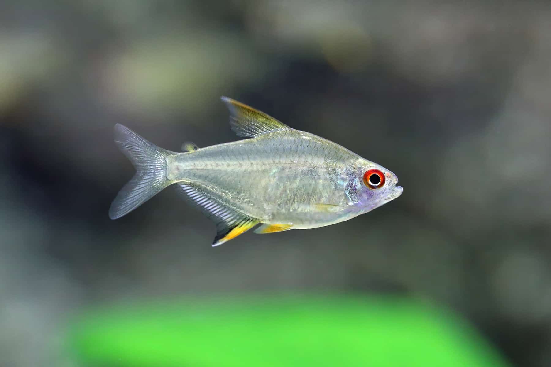 How To Care For The Brightly Colored Lemon Tetra