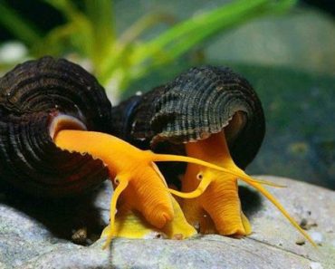 How To Care For The Large Rabbit Snail