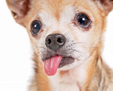 How To Care For Your Small Dog’s Teeth – The Complete Guide To Your Dog’s Dental Health