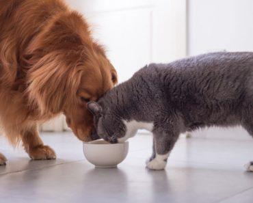How your pet’s gut health affects his immune system