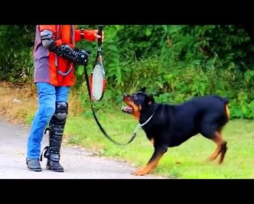 Rottweiler Attack Walking Submission Dog Whisperer BIG CHUCK  MCBRIDE