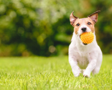 The Benefits of Freshpet® Select Small Dog Recipes