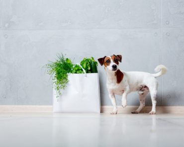 Top 4 herbs for your pet’s dental health