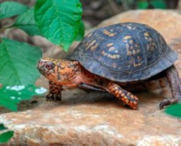WHAT MAKES BOX TURTLE GREAT PETS?