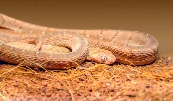 African Egg-Eating snake