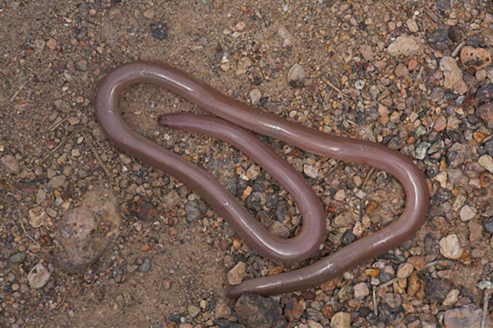 worm snake