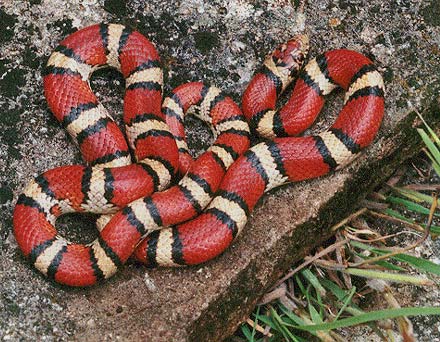 red milk snake