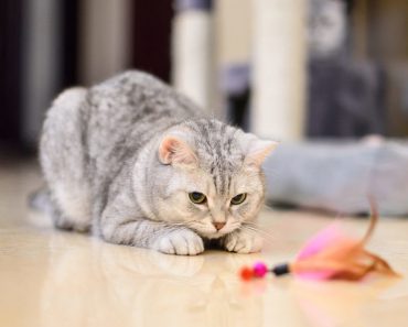 5 alternatives to catnip cat toys