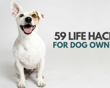 59 Simple Life Hacks for Dog Owners
