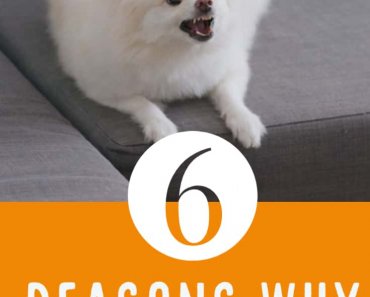 6 Reasons Why Dogs Bite