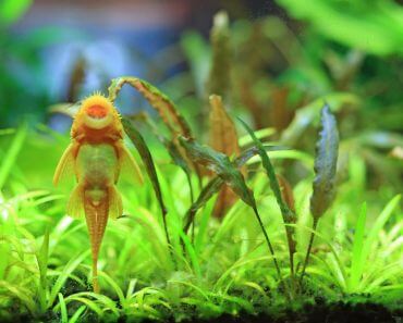 Albino Bristlenose Pleco: How To Care For This South American Species
