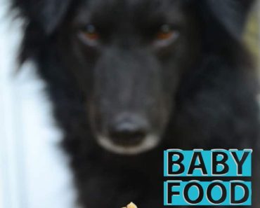 Baby Food Dog Training Treats – RECIPE
