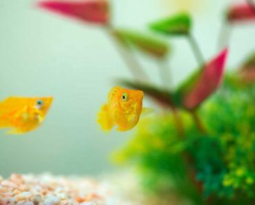 Balloon Molly: Tank Size, Tankmates, Diet, and More