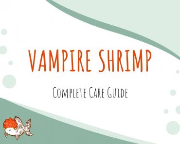 Care Sheet: Vampire Shrimp | Atya gabonensis