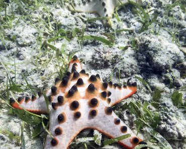 Chocolate Chip Starfish: Care Guide For The Spotted Species