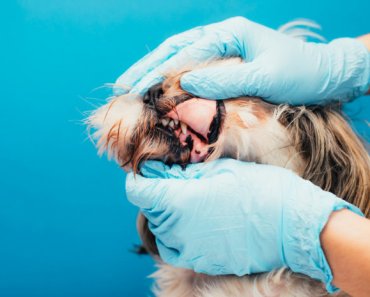 Does your pet need a dental extraction?