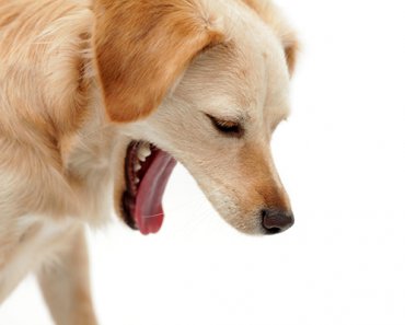 Dog Vomiting: What to Know and What to Do When Your Dog Throws Up