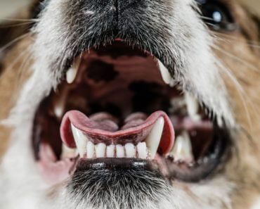 Feeding your pet for optimal dental health