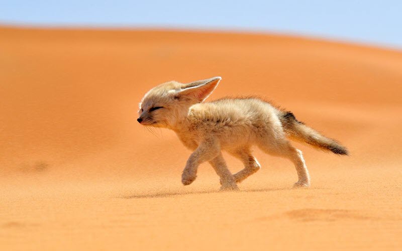 Fennec Fox from North Africa - ExoPetGuides.com