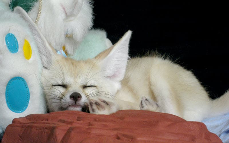 Fennec Fox sleeping on bed - ExoPetGuides.com