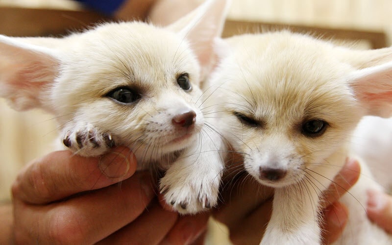 Baby Fennec Foxes - ExoPetGuides.com