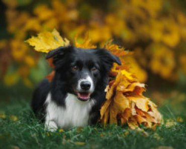 Four Tips When It Comes to Grooming a Border Collie