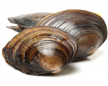 Freshwater Clams: The Many Different Kinds With Their Care Guides