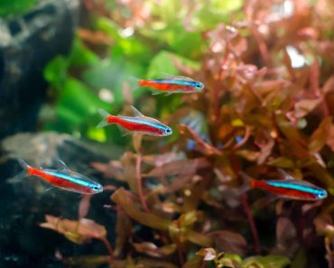 Green Neon Tetra: Guide To Caring For The Peaceful Fish