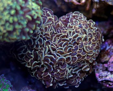 Hammer Coral: How To Care For This Unique Coral