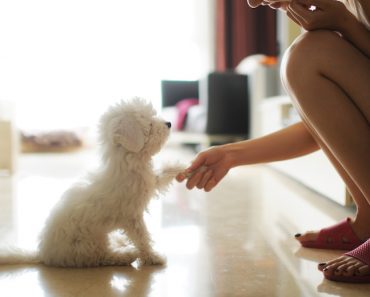 Have a New Puppy? Here’s how to Socialize Your Dog While Social Distancing