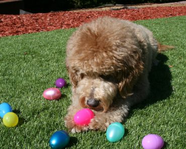 Here’s How to Plan an Easter Egg Hunt for Your Dog