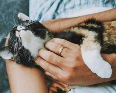 How Being A Pet Parent Can Increase Your Overall Happiness