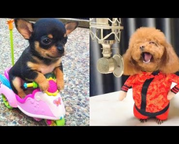 Baby Dogs – Cute and Funny Dog Videos Compilation #9 | Aww Animals