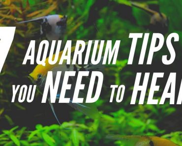 7 Tips Everyone with an Aquarium NEEDS to Hear