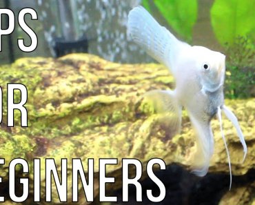 Tips and Tricks For Starting a Freshwater Aquarium [For Beginners]