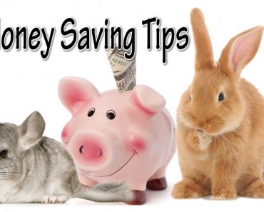 Tips For Saving Money with Small Pets