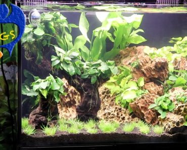 Best Ways To Maintain A Fish Tank! 10 Things You Should Know About Aquarium Maintenance