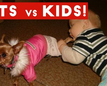 Funniest Pets Vs Kids Video Compilation December 2016 | Funny Pet Videos
