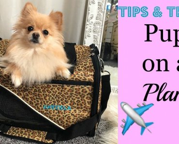 Tips for Flying With Your Dog On A Plane | Katziela Pet Carrier