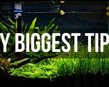 Planted Aquariums for Beginners | My Biggest Tips
