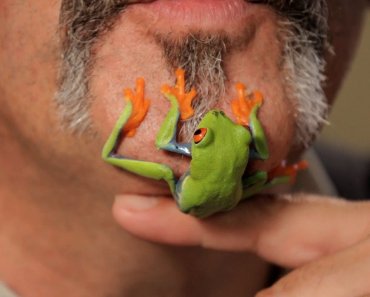 5 Care Tips for Red-Eyed Tree Frogs | Pet Reptiles